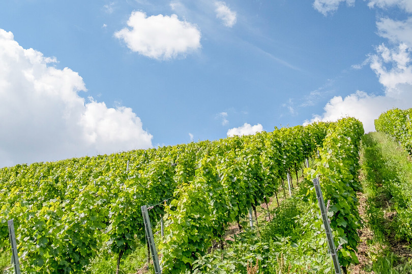 Startseite-Erlebnisfuehrungen-Durch-Die-Weinberge